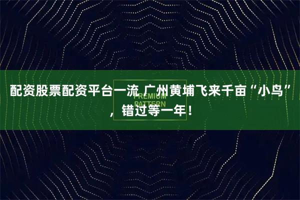 配资股票配资平台一流 广州黄埔飞来千亩“小鸟”，错过等一年！